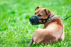 Pittsburgh Dog Bite Lawyer