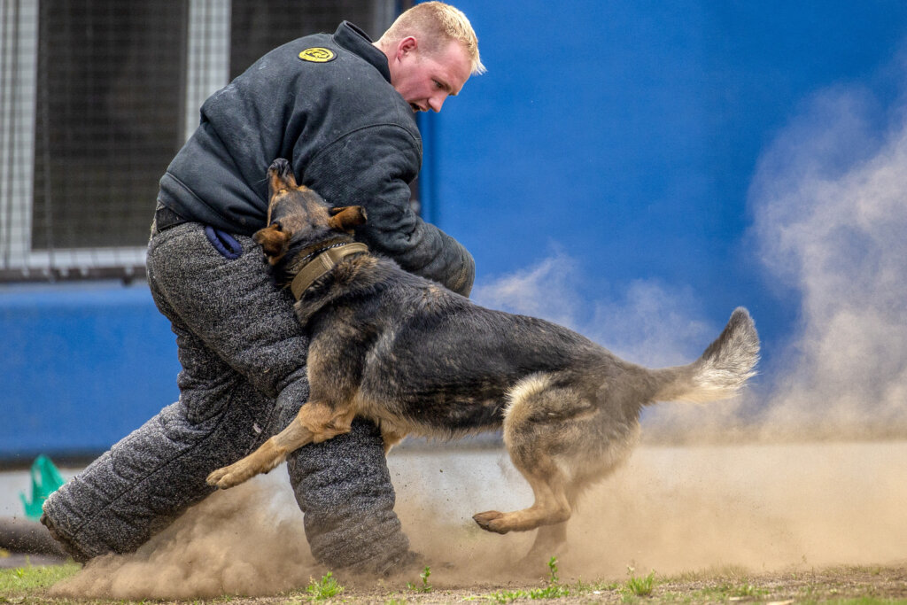 Pittsburgh Dog Bite Lawyer